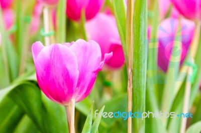 Pink Tulip In Garden Stock Photo