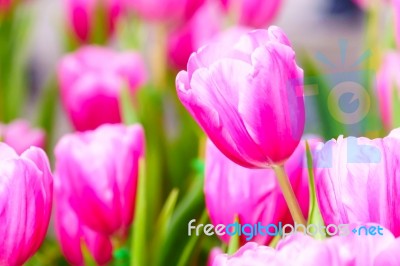 Pink Tulip In Garden Stock Photo