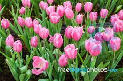 Pink Tulips Stock Photo