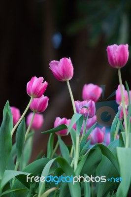 Pink Tulips Stock Photo