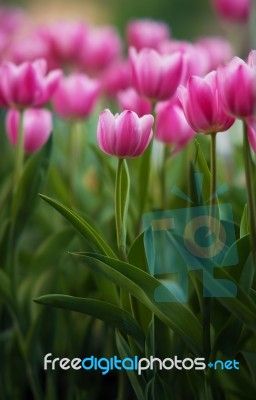 Pink Tulips Stock Photo