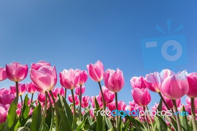 Pink Tulips Field With Blue Sky Stock Photo