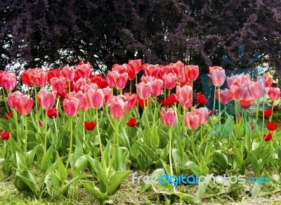 Pink Tulips On The Flowerbed In The Park Stock Photo