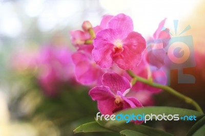 Pink Vanda Orchid Flowers Stock Photo