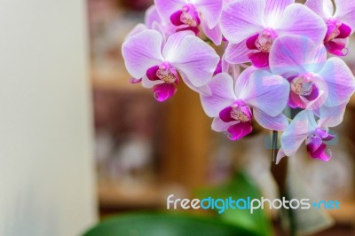 Pink Violet Orchid Stock Photo