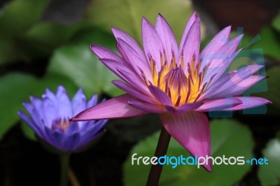 Pink Water Lily Stock Photo