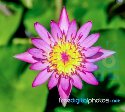 Pink Water Lily Stock Photo