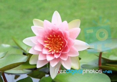 Pink Water Lily Flower Stock Photo