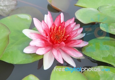 Pink Water Lily Flower Stock Photo