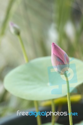 Pink Water Lily In The Garden Stock Photo