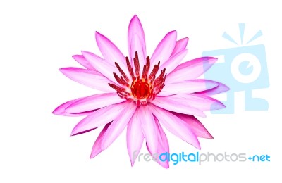 Pink Waterlily  Stock Photo