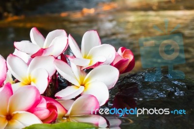 Pink White And Yellow Flower Plumeria Or Frangipani On Water And… Stock Photo