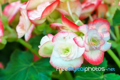 Pink White Begonia Flower In Garden Stock Photo