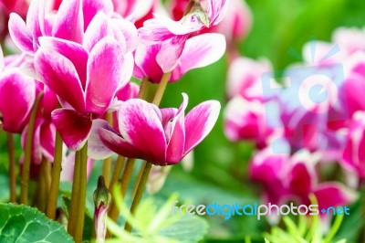 Pink White Cyclamen Flower In Garden Stock Photo