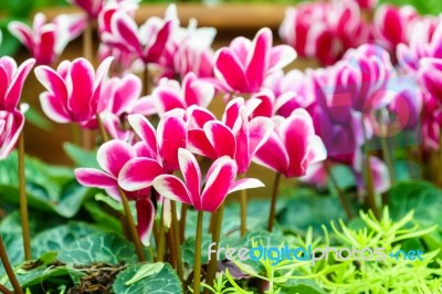 Pink White Cyclamen Flower In Garden Stock Photo