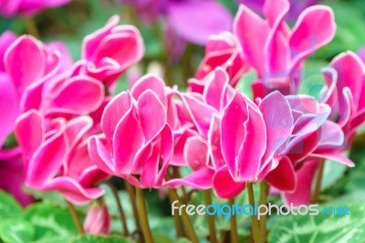 Pink White Cyclamen Flower In Garden Stock Photo