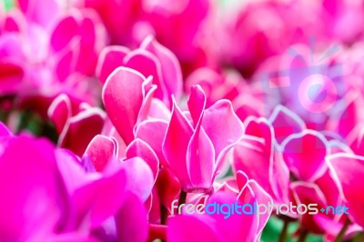 Pink White Cyclamen Flower In Garden Stock Photo