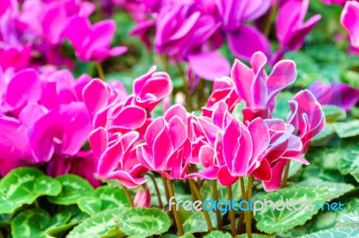 Pink White Cyclamen Flower In Garden Stock Photo