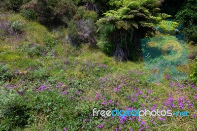 Pink Wildflowers Blooming Near Hahei In New Zealand Stock Photo