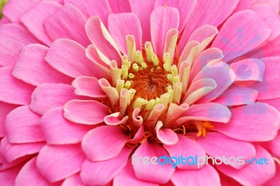 Pink Zinnia Close Up Stock Photo