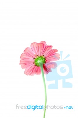 Pink Zinnia Flower Stock Photo