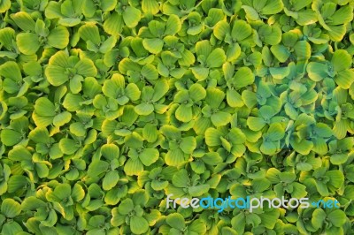 Pistia Stratiotes Stock Photo