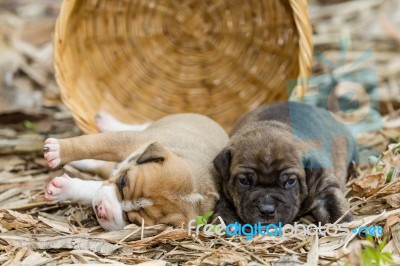 Pit Bull Puppy Dog Stock Photo