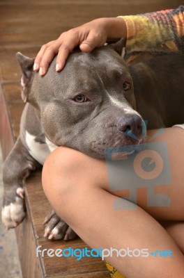 Pitbull Dog Stock Photo