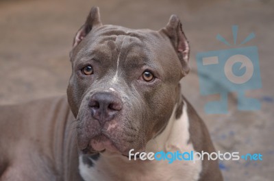 Pitbull Dog Stock Photo