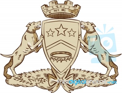 Pitbull Dog Coat Of Arms Etching Stock Image