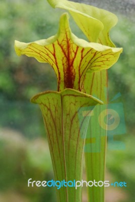 Pitcher Plant Stock Photo