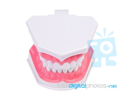 Plactis Denture Stock Photo