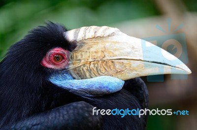 Plain-pouched Hornbill Stock Photo