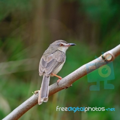 Plain Prinia Stock Photo