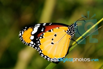 Plain Tiger Butterfly Stock Photo