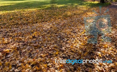 Plane Tree Leaves Fallen To The Ground Stock Photo