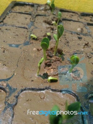 Plant Stock Photo