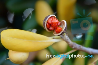 Plant Stock Photo