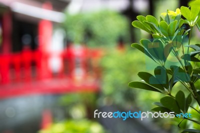 Plant And Bridge Stock Photo