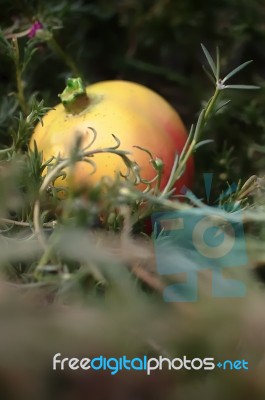 Plant And Fruit Fantasy Stock Photo