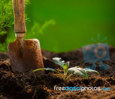 Plant And Gardening Tool Against Beautiful Blur Background In Gr… Stock Photo