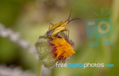 Plant Bug (oncotylus Bolivari) Stock Photo