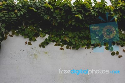 Plant Covering A Wall Stock Photo