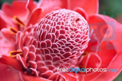 Plant From Jungle Torch Ginger, Phaeomeria Magnifica Stock Photo