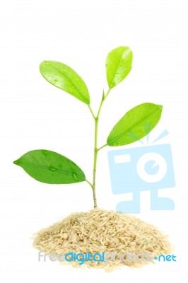 Plant Growing In Rice Stock Photo