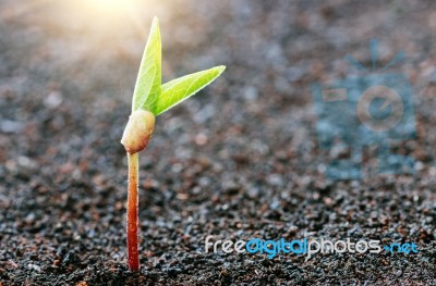 Plant Growing On Soil Spring Season Background Stock Photo