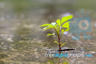 Plant Growth From The Crack Concrete Stock Photo