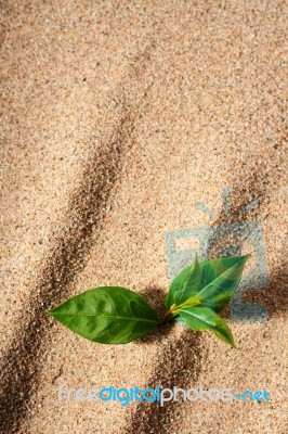 Plant In Sand Stock Photo