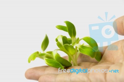 Plant In The Hand Stock Photo