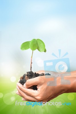 Plant In The Hand On Blur Bokeh Background Stock Photo